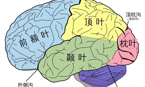 脑血栓病人吃钙片好不好-脑血栓病人吃钙片-专业脑血栓可以吃什么补品平台-脑血栓可以吃什么补品